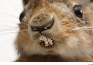 Hare  1 mouth nose 0005.jpg